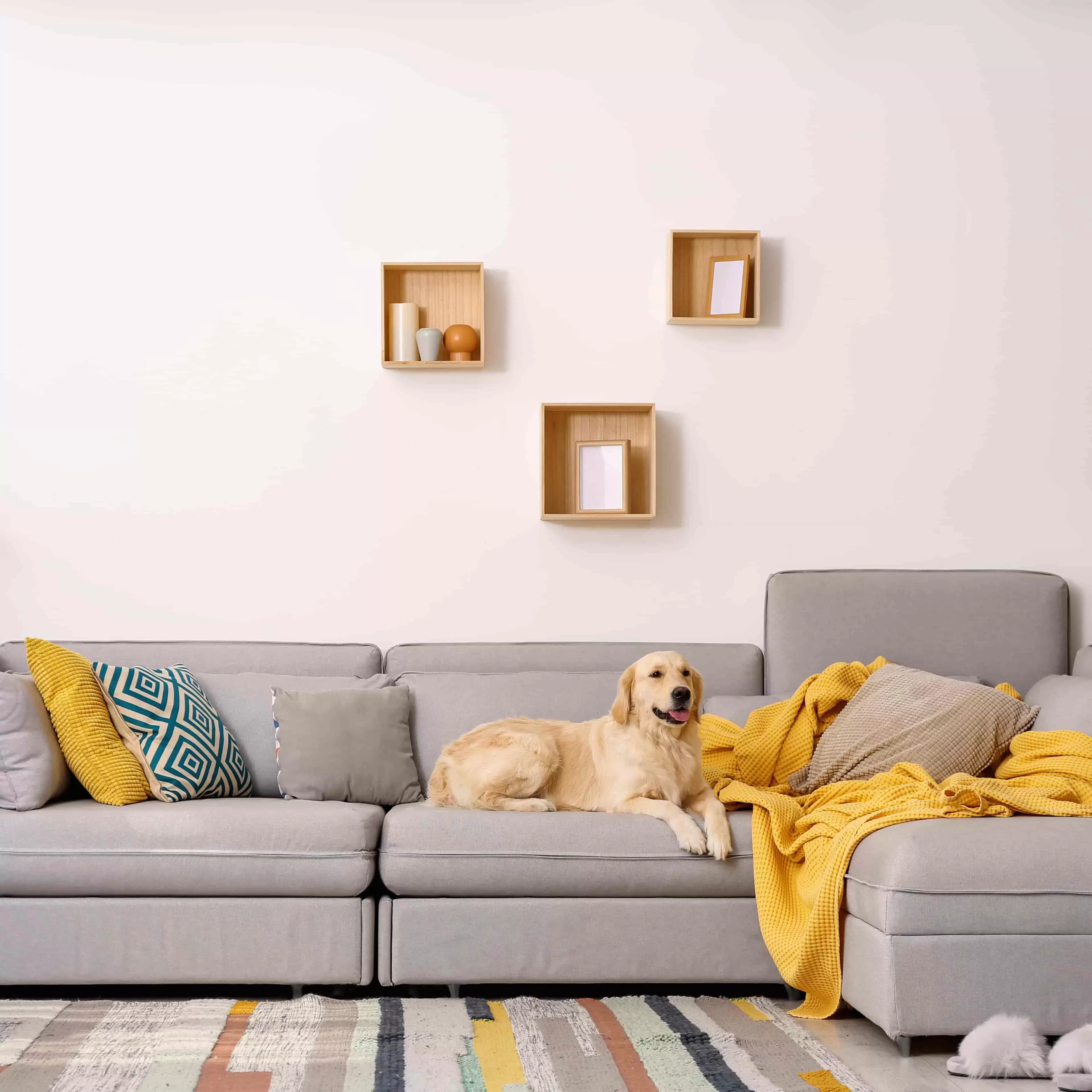 Apartment Living for Dogs