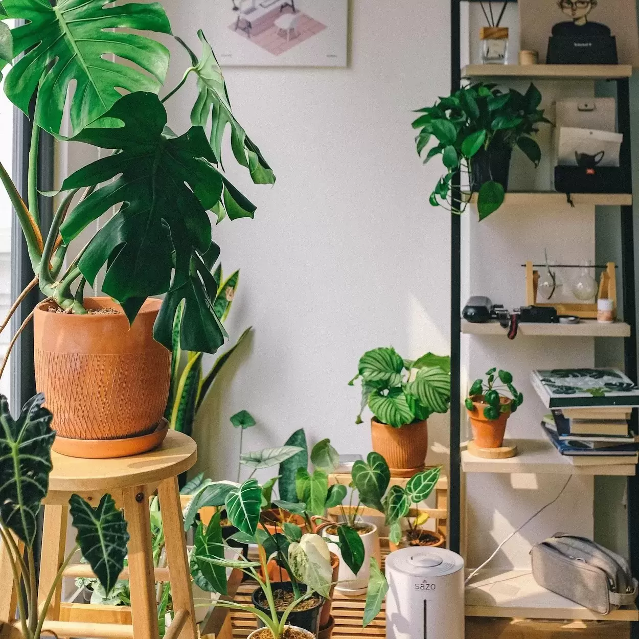 A plant corner in an apartment. Photo by Huy Phan on Unsplash.